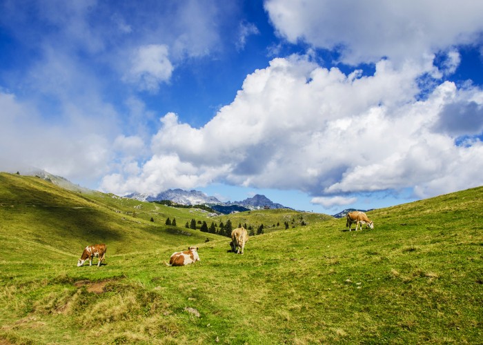 Vegan and Organic Farm Stays in the Alps