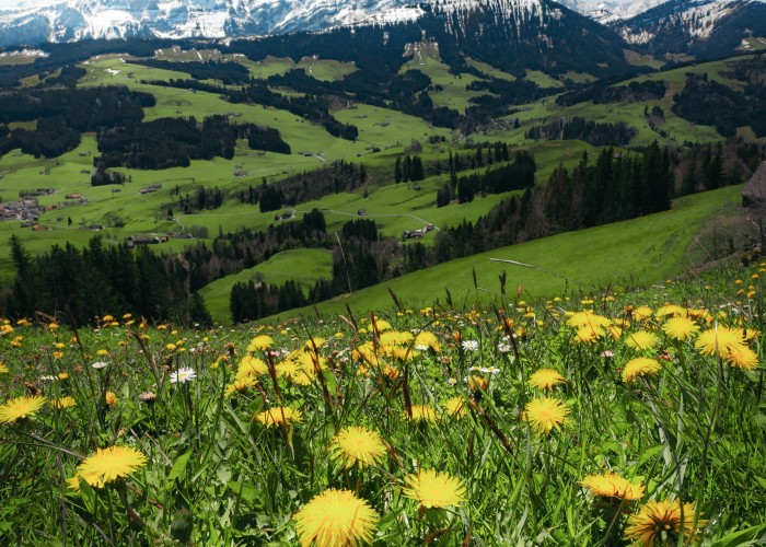 Wildflower Meadows & Alpine Flora Walks — Spring Hikes in Switzerland