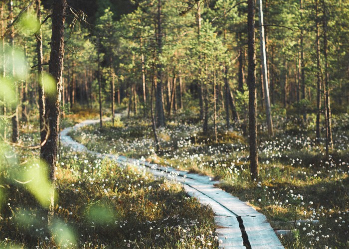 Drottningleden Trail – Sweden: Your Complete Guide