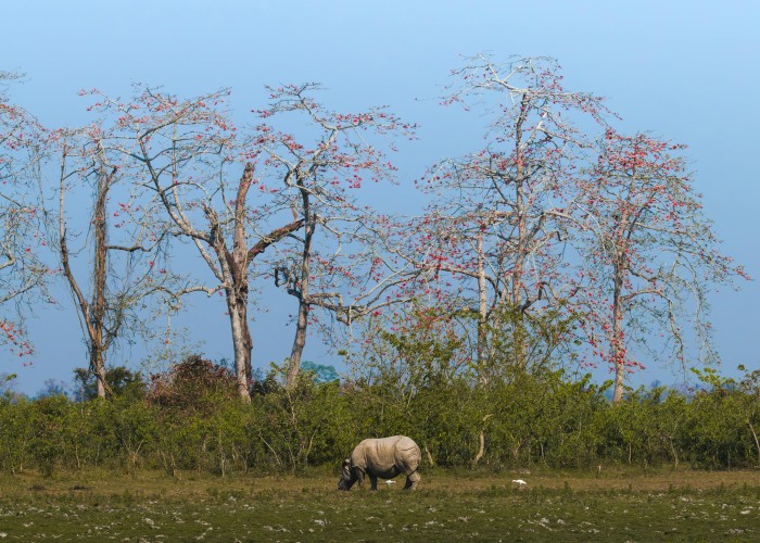 Kaziranga Rhino Safari: Complete Guide