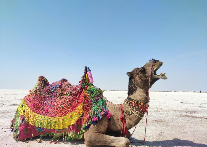 Gujarat Rann Utsav Tour, Tour & Trek