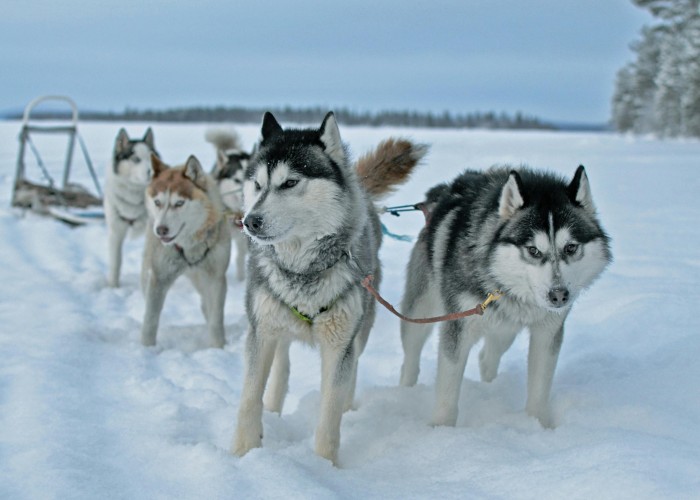 Kungsleden Trail, Swedish Lapland – Complete Trekking Guide