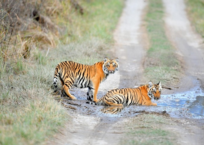 Sunderbans Mangrove Safari: Explore India’s Unique Delta
