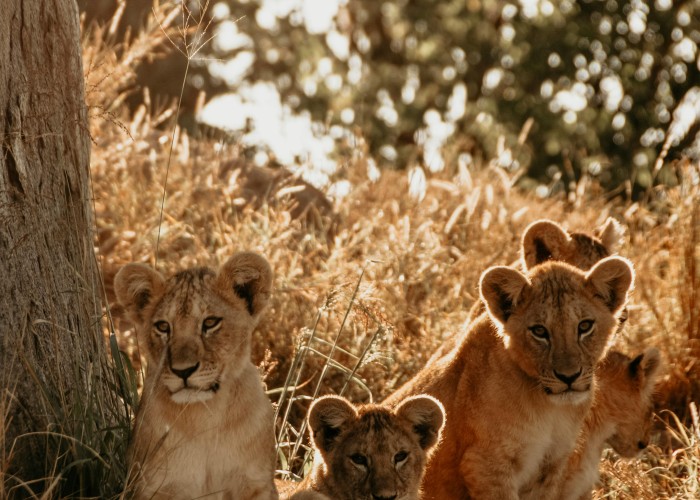 Gir Lion Safari: Complete Guide to Gujarat’s Wildlife Treasure