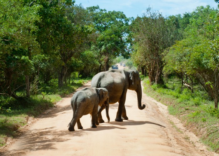 Wildlife & Nature Safari Tours: Complete Guide