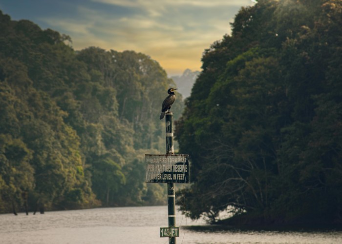 Periyar Wildlife Sanctuary: Complete Guide to Kerala’s Natural