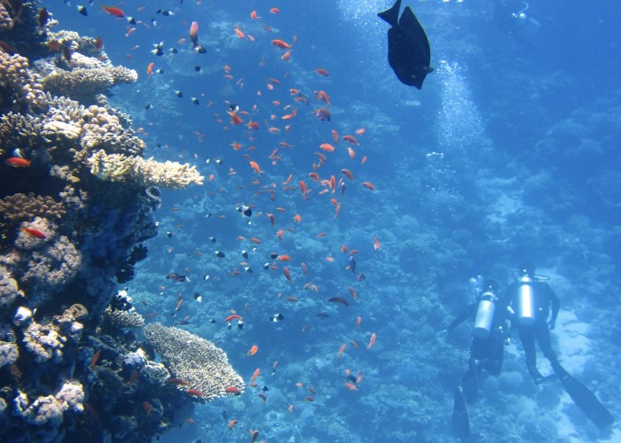 Lakshadweep Snorkeling and Coral Tour: Complete Travel Guide