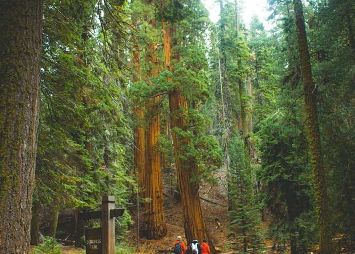 Congress Trail – A Majestic Trek Through Sequoia National Park
