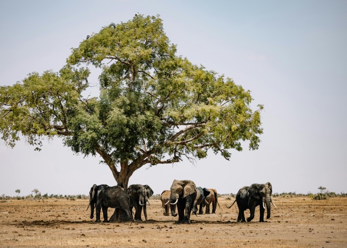 Safari Tours in South Africa: A Complete Guide
