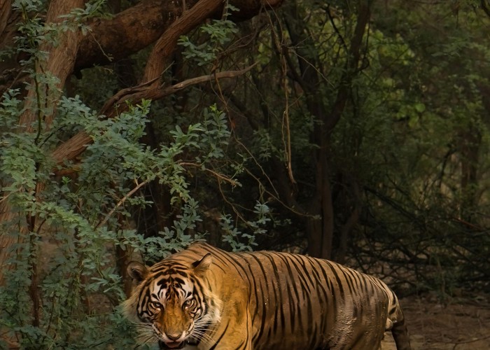 Ranthambore Tiger Safari: Complete Guide