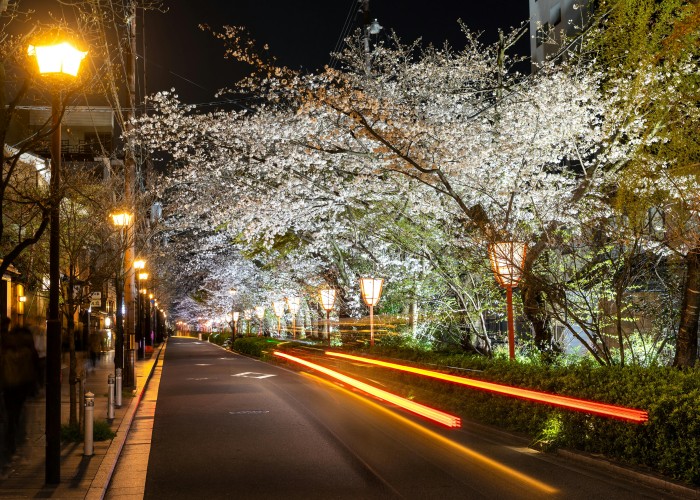 Japan Cherry Blossom Season Travel Guide