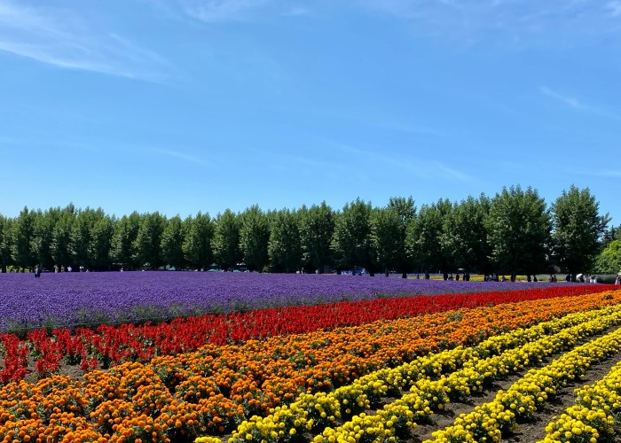 Top Spring Destinations in Japan: A Seasonal Travel Guide