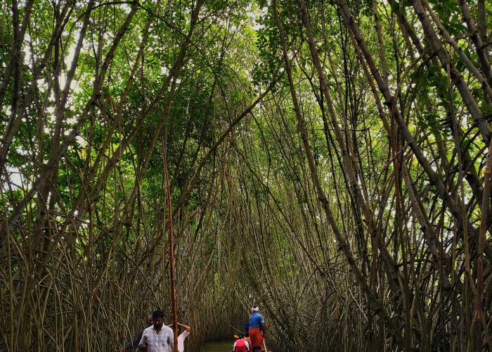 Kerala Ayurveda Detox Tour, Tour & Trek