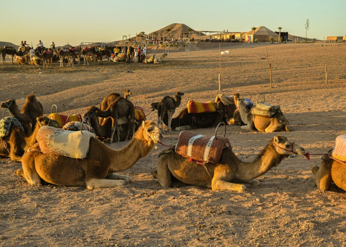 Desert Camel Safari in Jaisalmer, Tour & Trek: Complete Guide