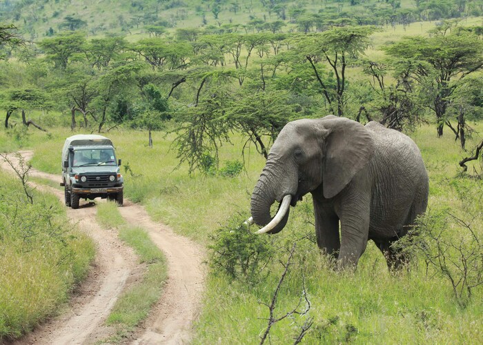 Luxury African Safari Packages: Explore the Wild in Ultimate Comfort