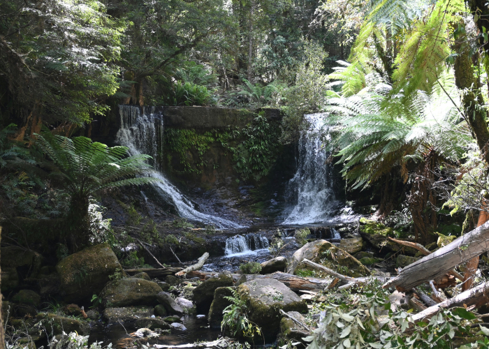Mt Field Falls Trail & Wildlife Encounters, TAS – Tour & Trek
