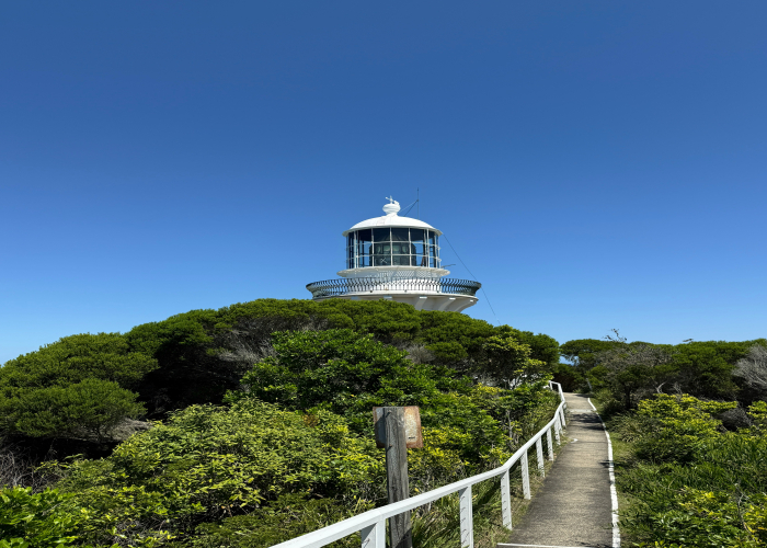 Cape Otway Rainforest and Lighthouse Walk VIC: Tour & Trek Guide