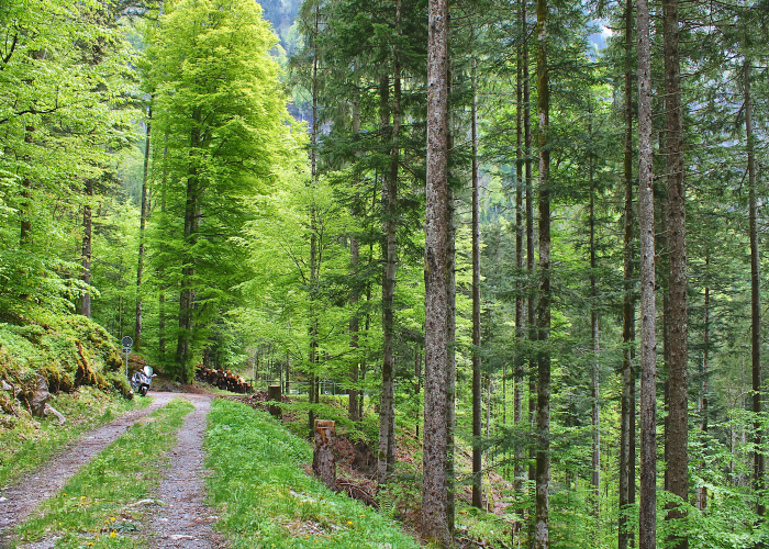 Walking & Wellness Tours in the Black Forest, Tour & Trek