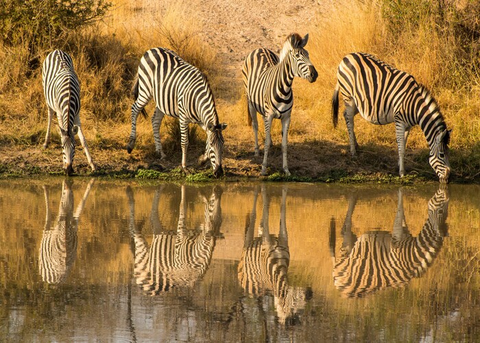 Unforgettable Private Wildlife Safari Lodges in South Africa for an Extraordinary Nature Experience