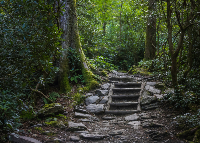 Mossman Gorge Indigenous-Guided Rainforest Walk – Tour & Trek Guide