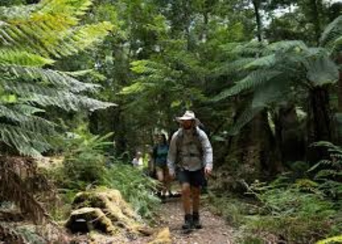 Tarkine Wilderness Trek, Tasmania: Tour & Trek