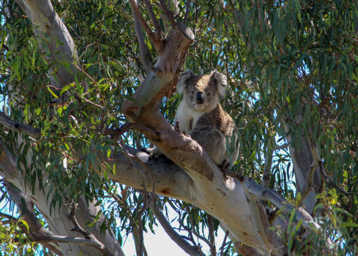 Adelaide Hills Koala Sanctuary Walk SA: Tour & Trek