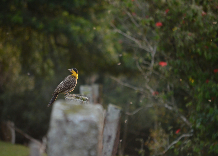 Wilsons Promontory Morning Bird‑Trail VIC: Tour & Trek Guide