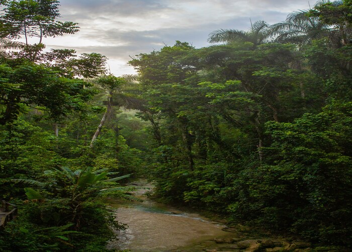 Unveil the Magic of Luxury Amazon Rainforest Tours for an Extraordinary Jungle Escape
