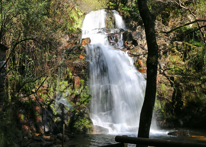 Springbrook Waterfalls & Glow-Worm Trail QLD: Tour & Trek Guide