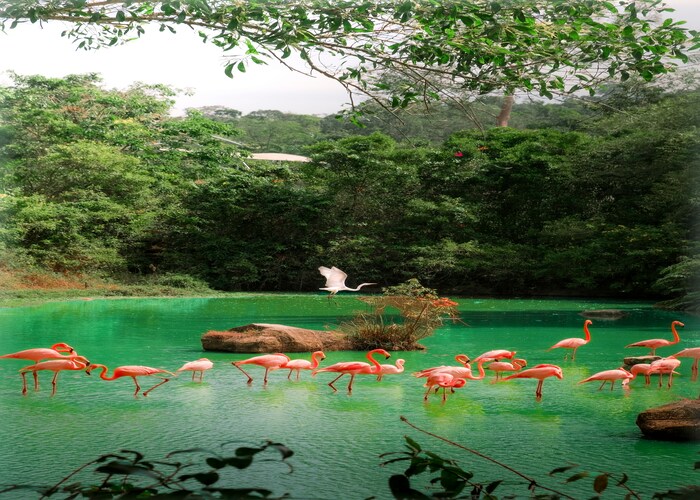 Best Wildlife Sanctuaries with Luxury Resorts: Where Nature Meets Comfort and Adventure
