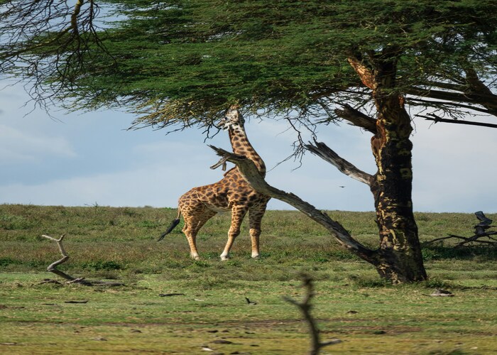 Hidden Havens of the Wild: Discover the Magic of Private Wildlife Safaris in Kenya