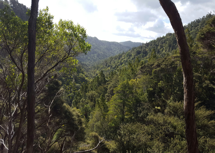 Cape York Remote Rainforest Hike QLD: Tour & Trek Guide