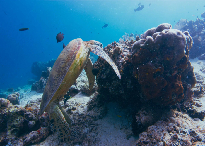 Maria Island Crayfish Reef Snorkel + Walk TAS: Tour & Trek Guide