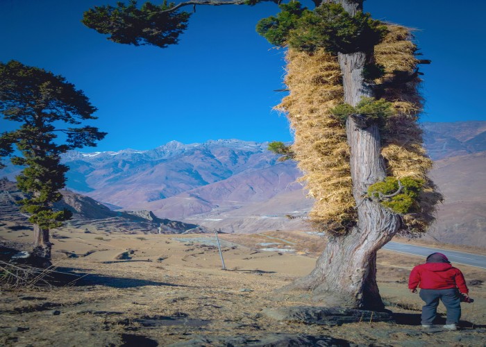 Angeles Crest Trail, CA: Complete Tour & Trek Guide