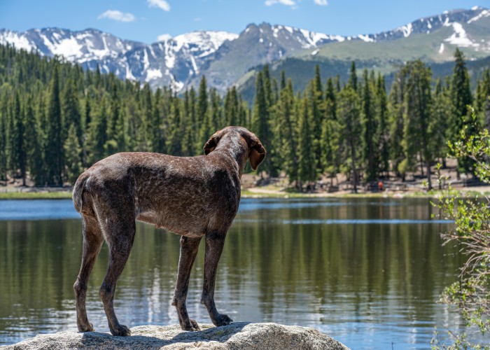 Dog Sledding at Monarch Mountain, Colorado: Tour & Trek Guide