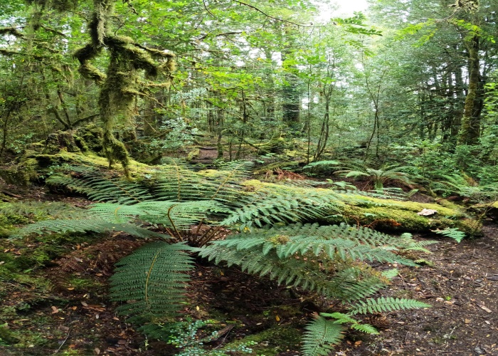 Bungle Bungle (Purnululu NP) Guided Trek: Tour & Trek Guide