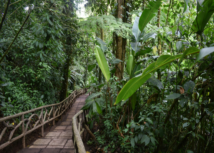Lamington Rainforest Canopy Walk QLD: Tour & Trek Guide