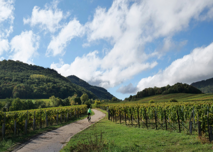 Barossa Valley Wine & Walking Cycle Tours SA – Tour & Trek Guide [2026]