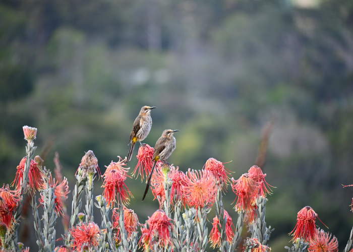 Grampians Wildflower & Bird‑Watching Hiking Tours, VIC, Tour & Trek