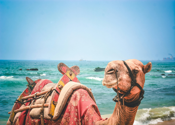 Broome Camel Sunset Beach Ride WA: Tour & Trek Guide