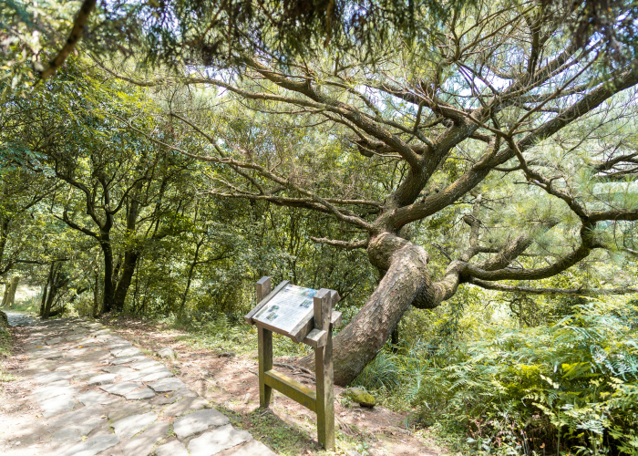 Sunshine Coast Hinterland Cliff Trek, QLD – Tour & Trek Guide