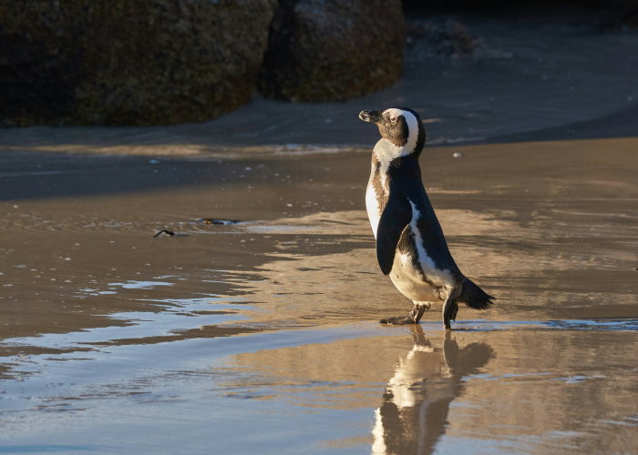 Phillip Island Penguin Parade Sunset Walk: Tour & Trek Guide