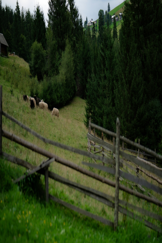 Heidschnuckenweg (Moorland Sheep Trail), Lower Saxony (~223 km) Staycation, Tour & Trek