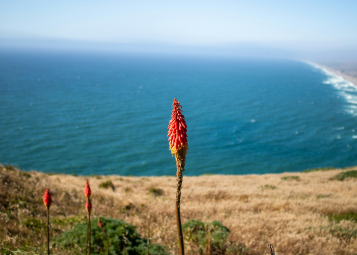 Bay of Fires Seed-Walk Citizen Science – Tour & Trek