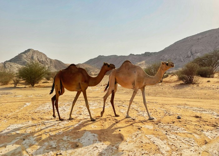 Luxury Desert Safari Packages in Dubai: Ultimate Guide