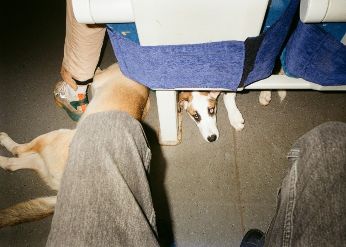 Understanding the Real Cost of Traveling with Pets on International Flights