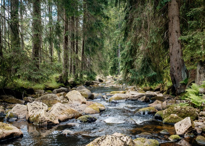 The Hotzenwald Extended Forest to River Path: A Complete Guide to This Southern Black Forest Adventure