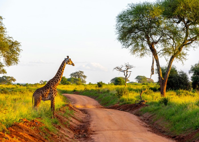 Exclusive Safaris in Tanzania: A World of Luxury, Wildlife and Wonder