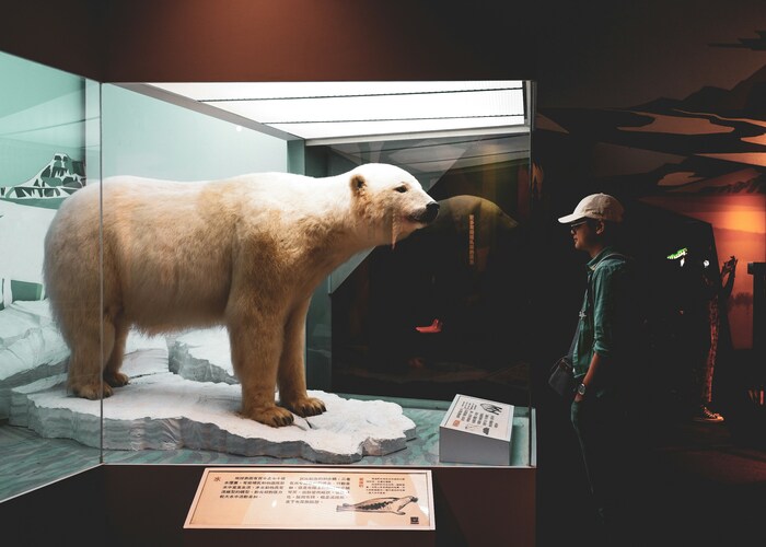 Polar Bear Watching Tours in High CPC Destinations A Rare Arctic Experience Worth Knowing About