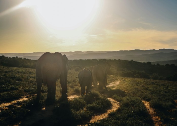 High-End Safari Experiences in South Africa: A Human, Helpful and Insightful Guide